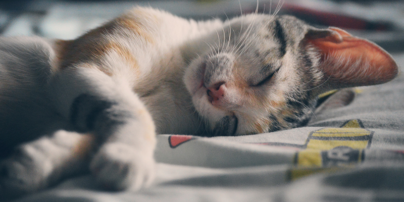 What’s Your Lifetime Medical Expense Plan?