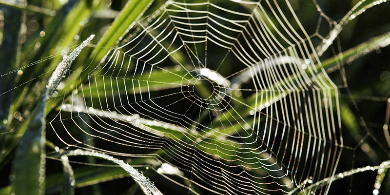 Common Scams To Watch Out For