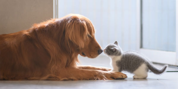 Should You Have Provisions For Your Pet In Your Estate Plan?