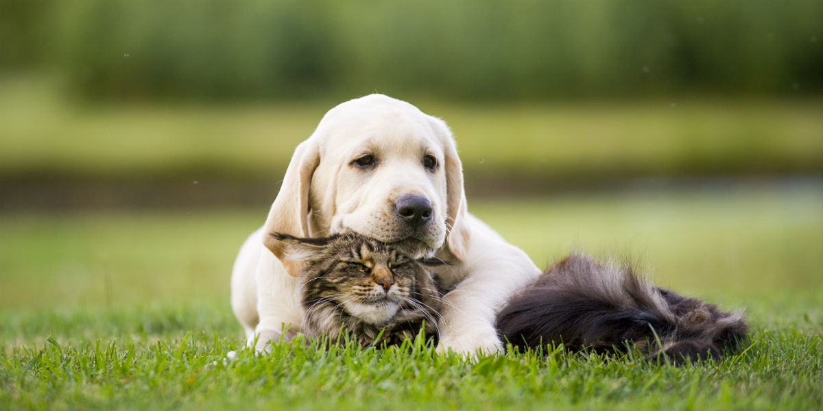 Is Pet Insurance Worth It?