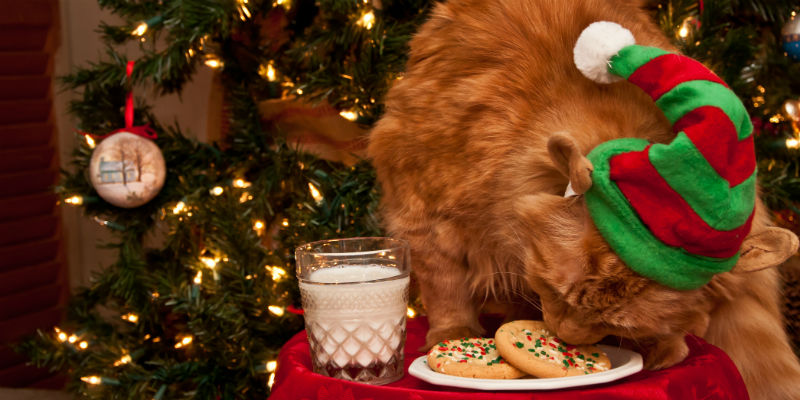 How I Stopped The Grinch From Stealing My Christmas