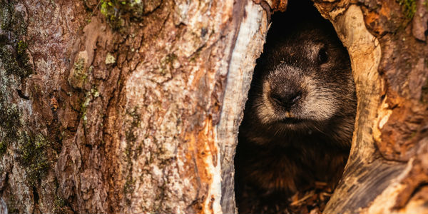 Do Your Financial Habits Feel Like Groundhog Day? How To Escape The Cycle